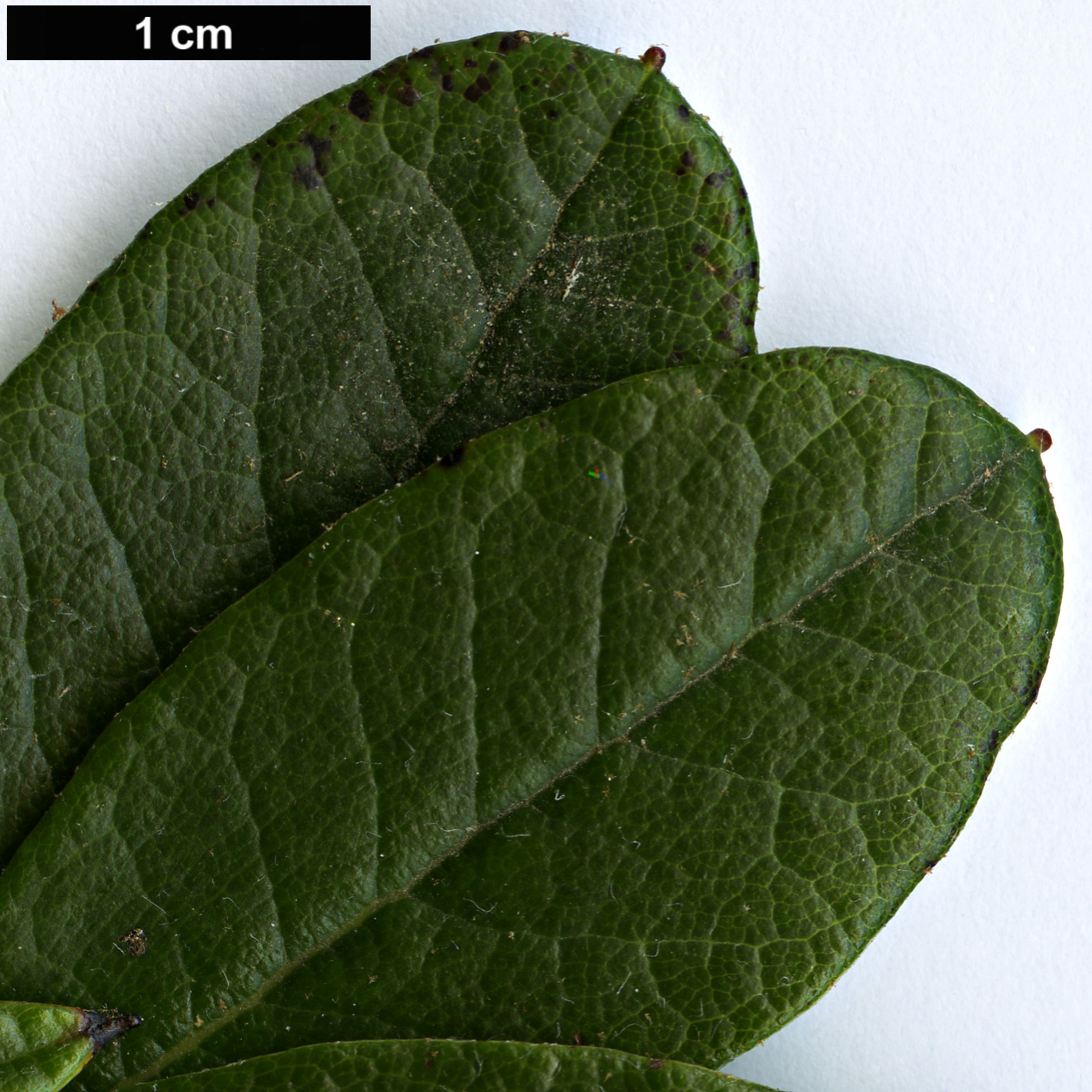 High resolution image: Family: Ericaceae - Genus: Rhododendron - Taxon: temenium - SpeciesSub: var. dealbatum